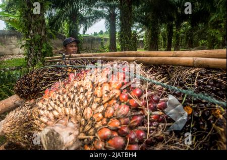 Provinz Nord-Sumatra, Indonesien am 31. Mai 2022. Während der Erntezeit auf einer Plantage im Dorf Bandar Setia, PerCut sei Tuan, Provinz Nord-Sumatra, Indonesien, wird ein Arbeiter gesehen, der am 31. Mai 2022 Palmöl-Früchte auf eine Pediküre lad. Indonesische Kleinbauern-Plantagen verkaufen Ölpalmobst-Preise von 1,16 US-Dollar pro Kilogramm an die Hauptmühle, gegenüber dem bisherigen Preis von rund USD2,06. Foto von Aditya Sutanta/ABACAPRESS.COM Stockfoto