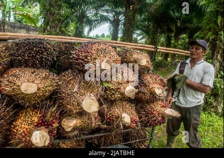 Provinz Nord-Sumatra, Indonesien am 31. Mai 2022. Während der Erntezeit auf einer Plantage im Dorf Bandar Setia, PerCut sei Tuan, Provinz Nord-Sumatra, Indonesien, wird ein Arbeiter gesehen, der am 31. Mai 2022 Palmöl-Früchte auf eine Pediküre lad. Indonesische Kleinbauern-Plantagen verkaufen Ölpalmobst-Preise von 1,16 US-Dollar pro Kilogramm an die Hauptmühle, gegenüber dem bisherigen Preis von rund USD2,06. Foto von Aditya Sutanta/ABACAPRESS.COM Stockfoto