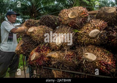 Provinz Nord-Sumatra, Indonesien am 31. Mai 2022. Während der Erntezeit auf einer Plantage im Dorf Bandar Setia, PerCut sei Tuan, Provinz Nord-Sumatra, Indonesien, wird ein Arbeiter gesehen, der am 31. Mai 2022 Palmöl-Früchte auf eine Pediküre lad. Indonesische Kleinbauern-Plantagen verkaufen Ölpalmobst-Preise von 1,16 US-Dollar pro Kilogramm an die Hauptmühle, gegenüber dem bisherigen Preis von rund USD2,06. Foto von Aditya Sutanta/ABACAPRESS.COM Stockfoto