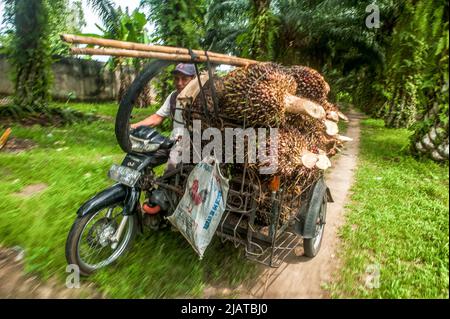 Provinz Nord-Sumatra, Indonesien am 31. Mai 2022. Während der Erntezeit auf einer Plantage im Dorf Bandar Setia, PerCut sei Tuan, Provinz Nord-Sumatra, Indonesien, wird ein Arbeiter gesehen, der am 31. Mai 2022 Palmöl-Früchte auf eine Pediküre lad. Indonesische Kleinbauern-Plantagen verkaufen Ölpalmobst-Preise von 1,16 US-Dollar pro Kilogramm an die Hauptmühle, gegenüber dem bisherigen Preis von rund USD2,06. Foto von Aditya Sutanta/ABACAPRESS.COM Stockfoto