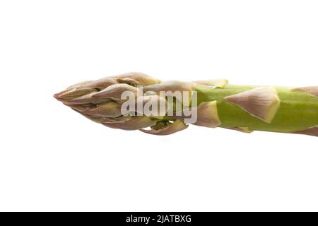 Grüner Spargel isoliert auf weißem Hintergrund Stockfoto