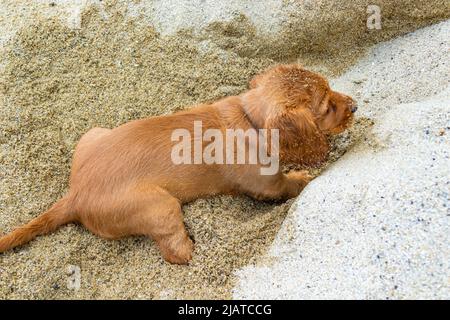 Zwei Monate alter Rüde englischer Cocker Spaniel Hund im Sand am Strand von Varna Stadt, Bulgarien begraben Stockfoto