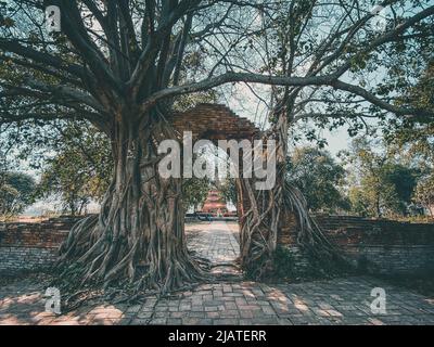 Wat Phra Ngam Ruinentempel in Ayutthaya, Thailand Stockfoto