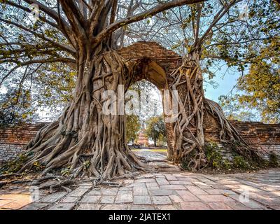 Wat Phra Ngam Ruinentempel in Ayutthaya, Thailand Stockfoto