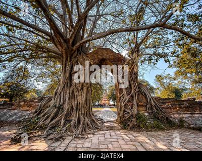 Wat Phra Ngam Ruinentempel in Ayutthaya, Thailand Stockfoto