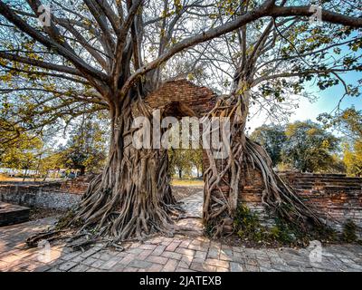 Wat Phra Ngam Ruinentempel in Ayutthaya, Thailand Stockfoto