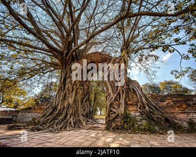 Wat Phra Ngam Ruinentempel in Ayutthaya, Thailand Stockfoto