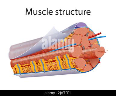 Abbildung der Struktur skelettartiger Muskel Anatomie Stockfoto