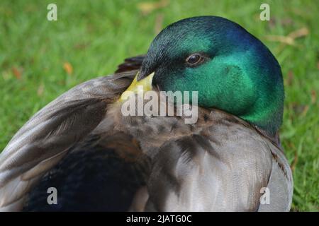 Baby Ducks und ihre Mutter / Side Profil Ente Stockfoto