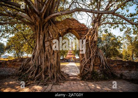 Wat Phra Ngam Ruinentempel in Ayutthaya, Thailand Stockfoto