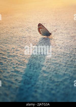 Ostschwanzblauer Schmetterling auf einer Kalkwand. Das kleine geflügelte Insekt Cupido comyntas aus der Familie der Lycaenidae stellt warme Sonnenstrahlen entgegen Stockfoto