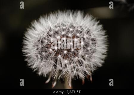 Schwarze und weiße Deladerblüte aus nächster Nähe Stockfoto