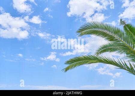 Lebendige Zweige einer Palme an einem blauen Himmel mit Wolken Stockfoto