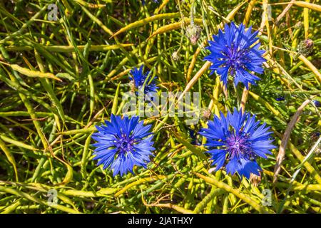 Bunte Kornblumen von oben Stockfoto