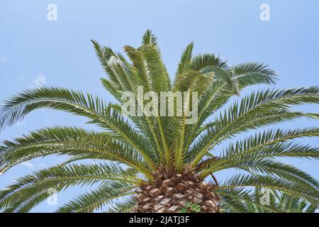 Zweige der Spitze einer Palme gegen den blauen Himmel Stockfoto
