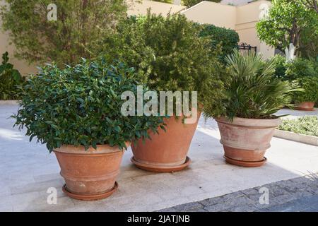 Büsche in einem Tontöpfe für die Gartengestaltung Stockfoto