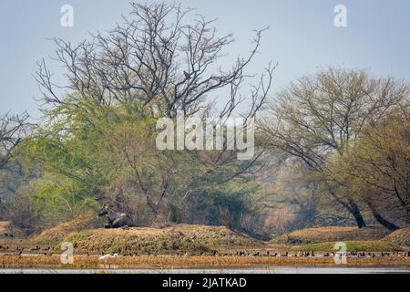 nilgai oder blauer Stier oder Boselaphus tragocamelus eine asiatische Antilope, die auf einem Hügel im Feuchtgebiet oder in der Landschaft des keoladeo-Nationalparks oder bharatpur-indiens ruht Stockfoto
