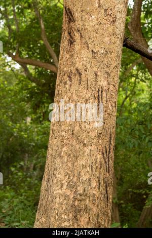 Wilde bengalische Tigerklaue markiert auf einem Baum, um ihre Krallen zu schärfen und zu reinigen und ihre Größe und Warnung anderen Tigern auf dem Territorium oder in der Gegend zu zeigen Stockfoto
