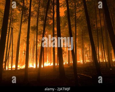 Ein Waldbrand wütet außer Kontrolle. Rafael Fire, Perksville, Arizona, Vereinigte Staaten von Amerika. 22. Juni 2021 eine optimierte / verbesserte Version eines US Nati Stockfoto