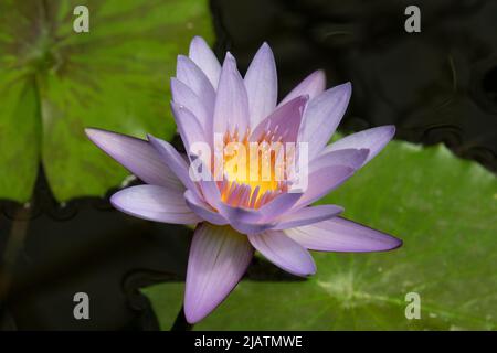 Blauer nymphaea-Lotus und grüne Blätter schließen sich im Teich an Stockfoto