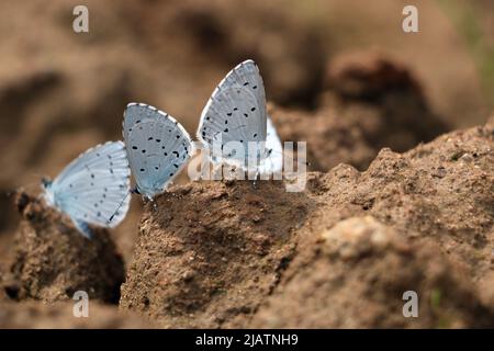 Große Gruppe von Celastrina argiolus, Holly Blue Schmetterlinge auf einem Boden füttern Stockfoto