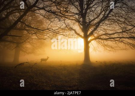 Hirsch an einem nebligen Morgen im Richmond Park, London, England. Stockfoto