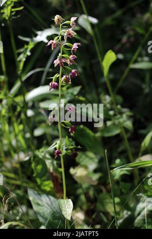 Breitblättrige Helleborine - Epipactis Helleborine, gewöhnliche Wildorchideenblume auf der Wiese, Europa Stockfoto