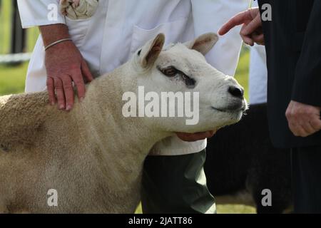 Ipswich, Großbritannien. 01. Juni 2022. Nachdem die Suffolk Show 2020 und 2021 aufgrund von Covid-Einschränkungen abgesagt wurde, kehrt sie nach Ipswich zurück. Die Inter-Breed-Schafmeisterschaft erreicht die Richterphase. Kredit: Eastern Views/Alamy Live Nachrichten Stockfoto