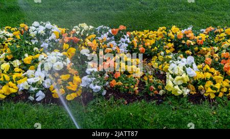 Sprinkler, die die Blumen im Garten bewässern Stockfoto