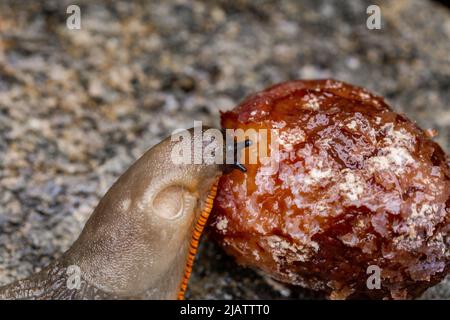 Eine Gartenslug, die verfaulende Früchte isst. Stockfoto