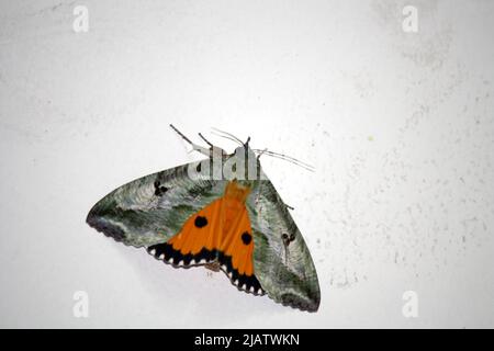 Dot-Underwing Motte (Eudocima materna), die mit ausgebreiteten Flügeln ruht : Pix SShukla Stockfoto