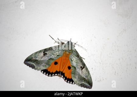 Dot-Underwing Motte (Eudocima materna), die mit ausgebreiteten Flügeln ruht : Pix SShukla Stockfoto