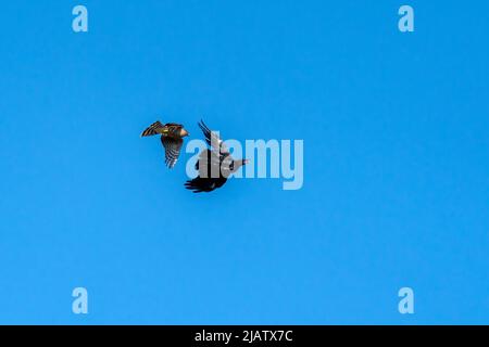 Sparrowhawk (Accipiter nisus) ein Greifvogelräuber im Flug, der eine Dohlenkrähe (Corvus monedula) mit einem blauen Himmel angreift, Stock Photo image Stockfoto