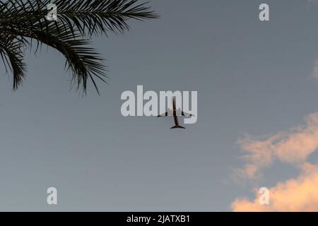 Sonnenuntergang am tropischen Strand mit Kokospalmen während des Flugs der Silhouette Stockfoto
