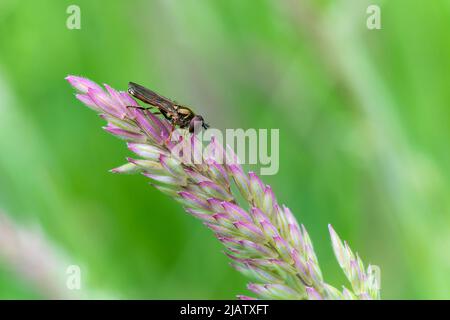 Männliche Schwebfliege auf einem rosa Grasstamm, eine fliegende Insektenart in Großbritannien gefunden und allgemein bekannt als Sonnenfliege oder Fußballer Hoverfly, Stock Foto Stockfoto