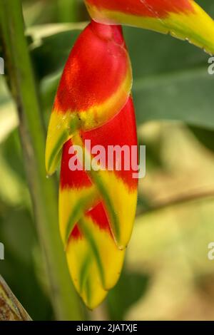 heliconia wagneriana Regenbogenpflanze im Garten. Stockfoto