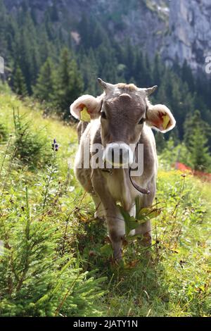 Junges Kalb mit kleinen Hörnern auf einer bayerischen Alm Stockfoto