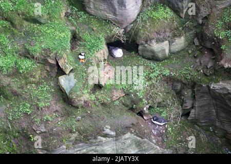 Puffin auf den Klippen von Dunnet Head, Dunnet, Caithness, Schottland Stockfoto