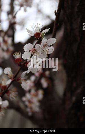 Kirschblüte überrascht bei schwierigstem Wetter Stockfoto