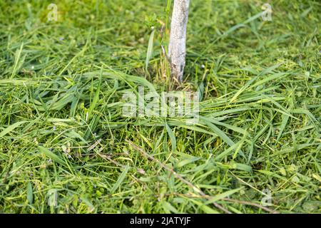 Rasenmähen. Der Prozess des Mähens von hohem Gras mit einem Trimmer Stockfoto