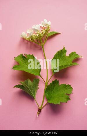 Blühender Hagebuttenzweig mit weißen Blüten und grünen Blättern auf einem rosafarbenen Tisch. Draufsicht Stockfoto