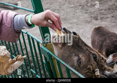 Nahaufnahme eines Rehe im Zoo und der Hand einer erwachsenen Frau, die eine Scheibe Brot gibt. Stockfoto