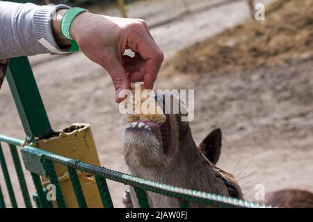 Nahaufnahme eines Rehe im Zoo und der Hand einer erwachsenen Frau, die eine Scheibe Brot gibt. Stockfoto