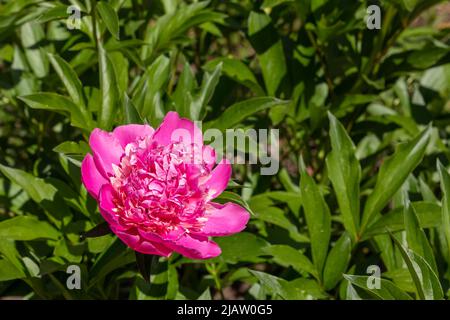 Eine rosa Pfingstrose auf einem Busch. Selektiver Fokus. Für Text platzieren. Speicherplatz kopieren. Stockfoto