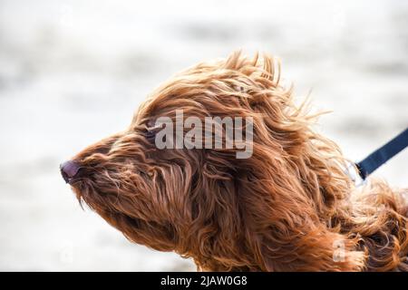 Shaggy Hund im Profil an einem windigen Tag draußen Stockfoto