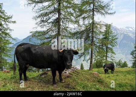 SCHWEIZ, alpen Berge, Kanton Wallis, Landwirtschaft in den Bergen, grasende Eringer Milchkühe, die Milch ist die Basis von Raclettekäse / SCHWEIZ Kanton Wallis, Landwirtschaft auf Alpen zur Beweidung von Flaechen und Vermädung von Verbuschung der Kulturlandschaften, Erringer Kuehe auf der Alpe Col du Lein, Aus der Milch wird die Raclette Kaese hergestellt Stockfoto