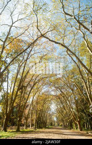 Die Landschaft des Waldes im Herbst Stockfoto