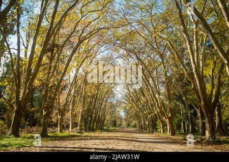 Die Landschaft des Waldes im Herbst Stockfoto