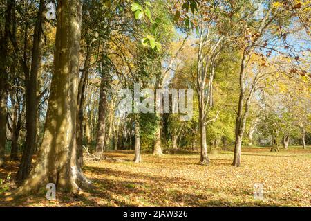 Die Landschaft des Waldes im Herbst Stockfoto