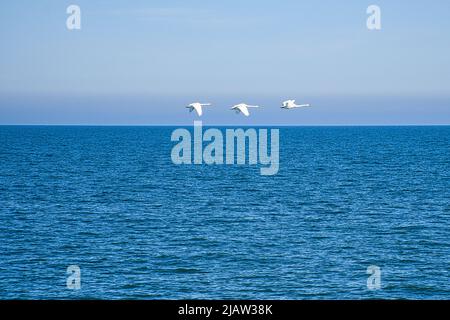 Drei stumme Schwäne im Flug über die Ostsee. Weißes Gefieder bei den großen Vögeln. Tierfoto in der Natur Stockfoto